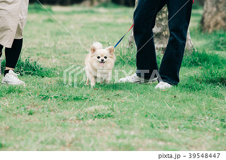 犬の散歩をするカップルの写真素材