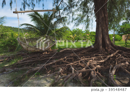 Bamboo swing hanging on the tree at the beach 39548487