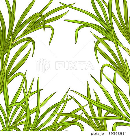 Lemongrass Plant Vector Frameのイラスト素材