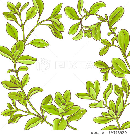 marjoram branch vector frame 39548920
