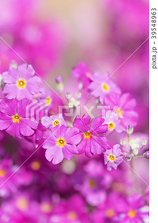 サクラソウのクローズアップ 39548963
