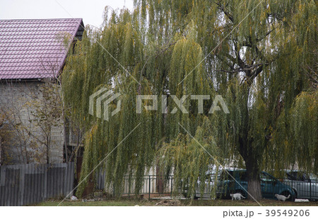 Two white cats under the weeping willow. 39549206