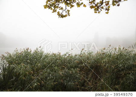 Early fog on the water. Early fog on the water. 39549370