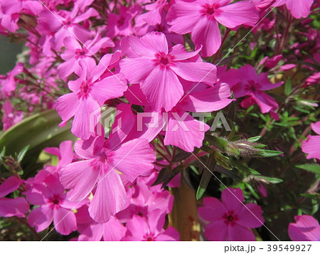 ピンク色の芝桜 39549927