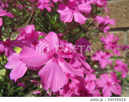 ピンク色の芝桜 39549928