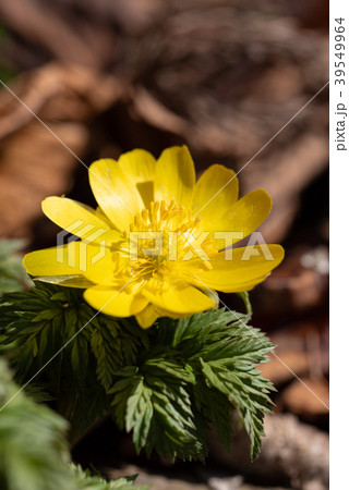 早春の日差しを浴びてたくましく伸びているフクジュソウ 39549964