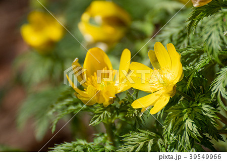 早春の日差しを浴びてたくましく伸びているフクジュソウ 39549966