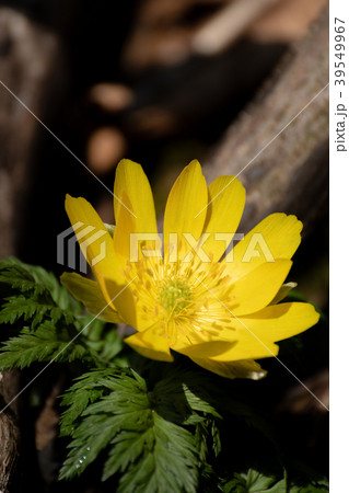 早春の日差しを浴びてたくましく伸びているフクジュソウ 39549967