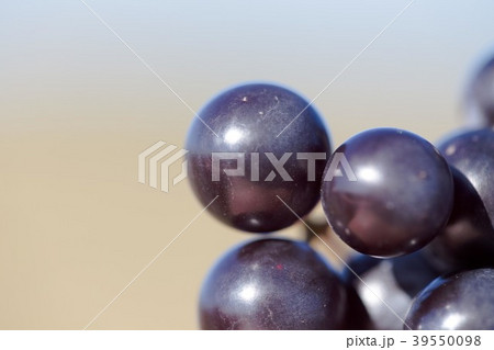 Hybrid of vitis labrusca and vinifera. Hybrid of vitis labrusca and vinifera. 39550098