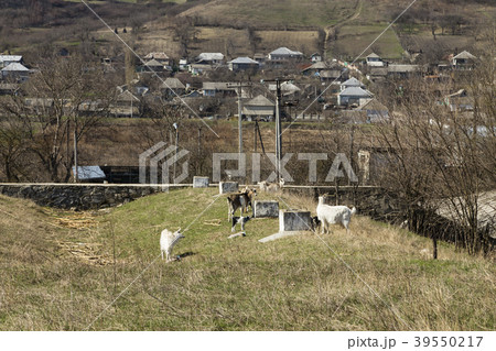 She-goat with kids. 39550217