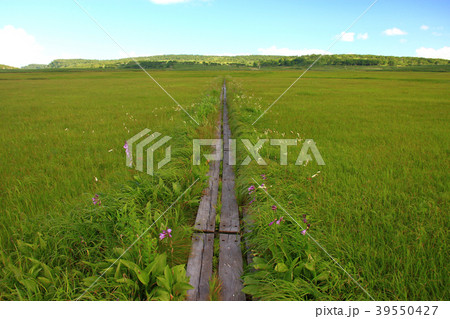 夏の雨竜沼湿原 39550427