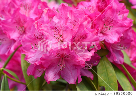 シャクナゲ シャクナゲ 39550600