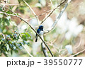 青い鳥 39550777