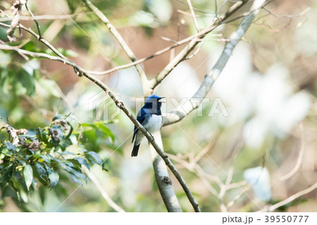 青い鳥 青い鳥 39550777