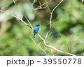 青い鳥 39550778