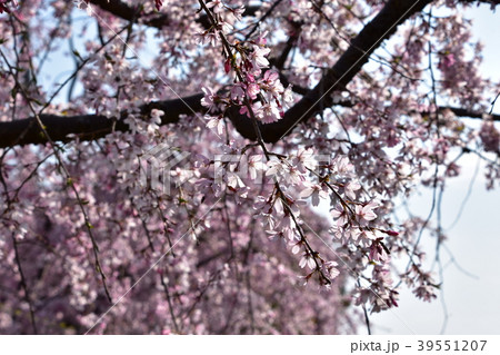 茅ヶ崎　小出川のしだれ桜 39551207