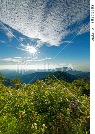 丹沢・塔ノ岳のノイバラの花と表尾根・大山方面の眺め 39551298