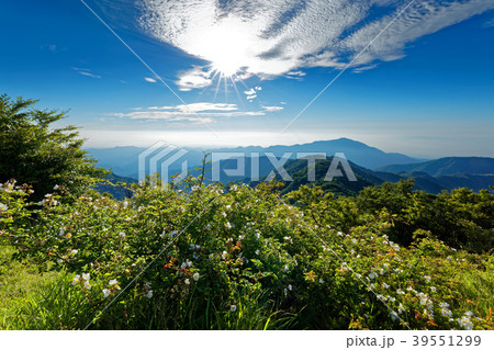 丹沢・塔ノ岳のノイバラの花と表尾根・大山方面の眺め 丹沢・塔ノ岳のノイバラの花と表尾根・大山方面の眺め 39551299