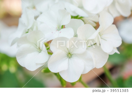 White Geranium flower in a garden. White Geranium flower in a garden. 39551385