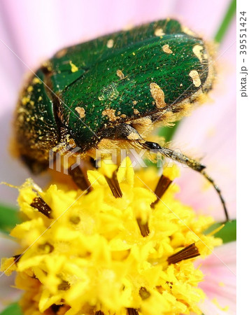 ハナムグリ コスモスの花 ハナムグリ コスモスの花 39551424