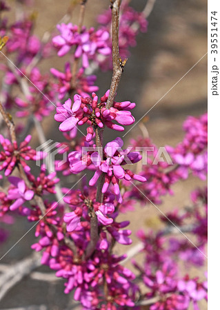 ハナズオウ(花蘇芳) ハナズオウ(花蘇芳) 39551474