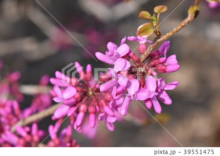 ハナズオウ 花蘇芳 の写真素材