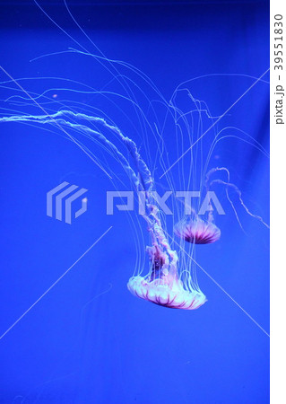 アカクラゲ 39551830