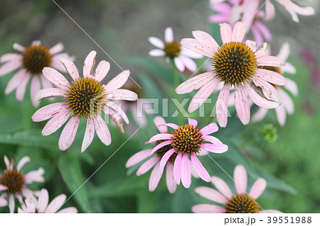 ルドベキア 39551988