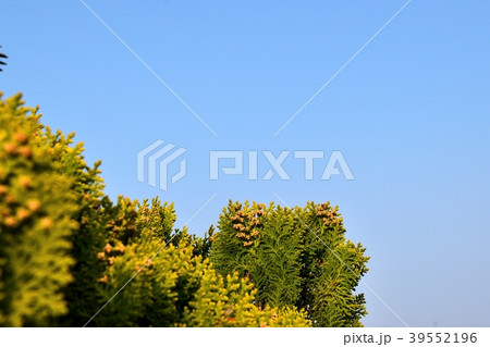 イトスギ 39552196