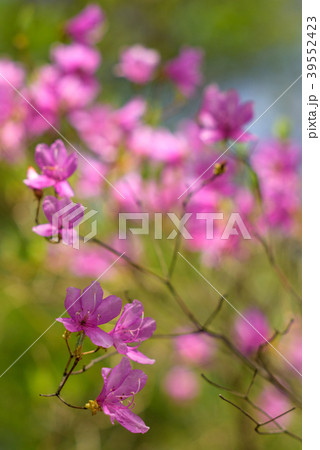 ツツジ ツツジ 39552423