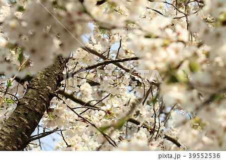 臥竜公園桜まつり 39552536