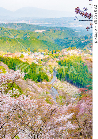 奈良県・吉野山の桜・早朝 奈良県・吉野山の桜・早朝 39553082
