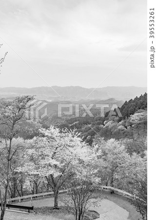 【モノトーン】奈良県・吉野山の桜・早朝 39553261