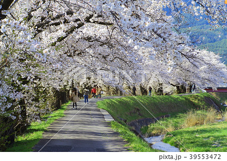 岡谷市　横河川の桜並木2018－04－08 39553472
