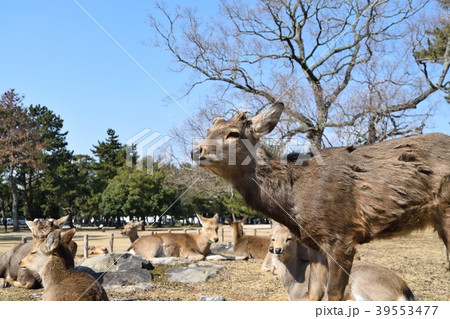 奈良公園の鹿 39553477