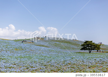 公園のネモフィラ 39553617