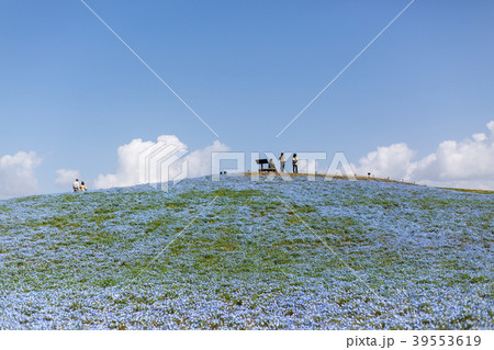 公園のネモフィラ 39553619