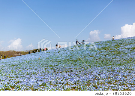 公園のネモフィラ 39553620