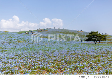 公園のネモフィラ 39553621