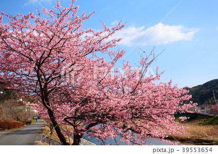 満開の河津桜 青野川 満開の河津桜 青野川 39553654