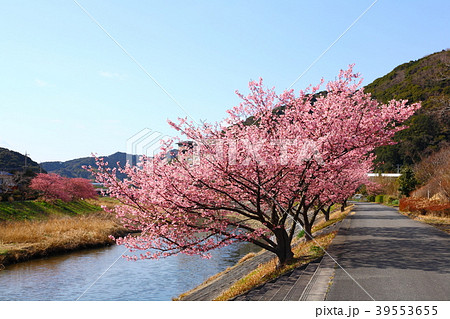 満開の河津桜 青野川 満開の河津桜 青野川 39553655