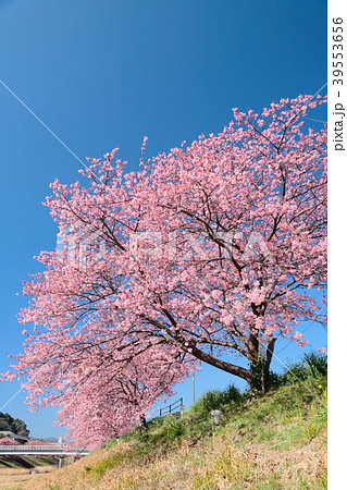 満開の河津桜　青野川 39553656