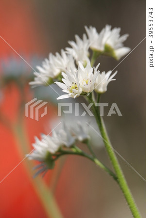 イワヤツデ イワヤツデ 39553743