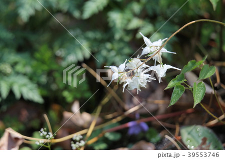 バイカイカリソウ 39553746