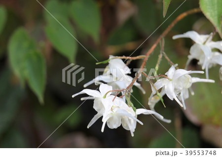 バイカイカリソウ 39553748