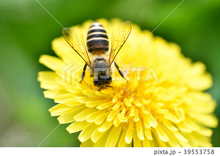 たんぽぽに蜜蜂 39553758
