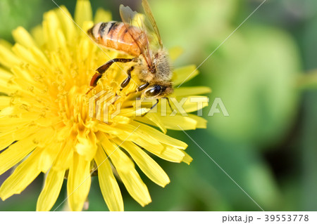 たんぽぽに蜜蜂 たんぽぽに蜜蜂 39553778