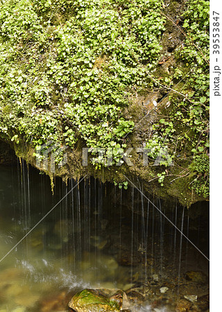 【岡山県　真庭市】玉垂の滝 39553847