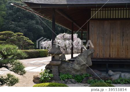 【日本三名園】特別名勝 後楽園　延養亭としだれ桜　岡山県岡山市北区 39553854