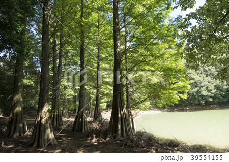 福岡 福岡 39554155